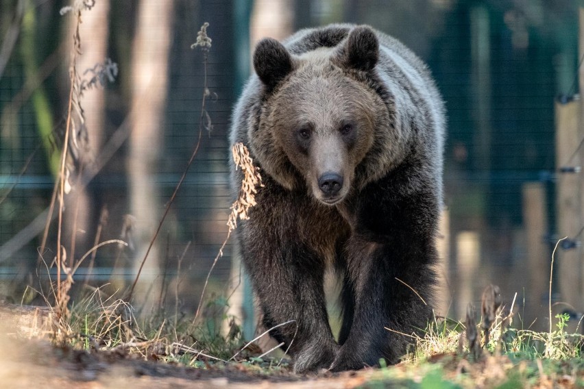 Niedźwiedzie zapuszczają się coraz śmielej na turystyczne...