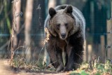 Spotkanie z niedźwiedziem. Co robić? Tatrzański Park Narodowy przypomina zasady bezpieczeństwa na szlaku