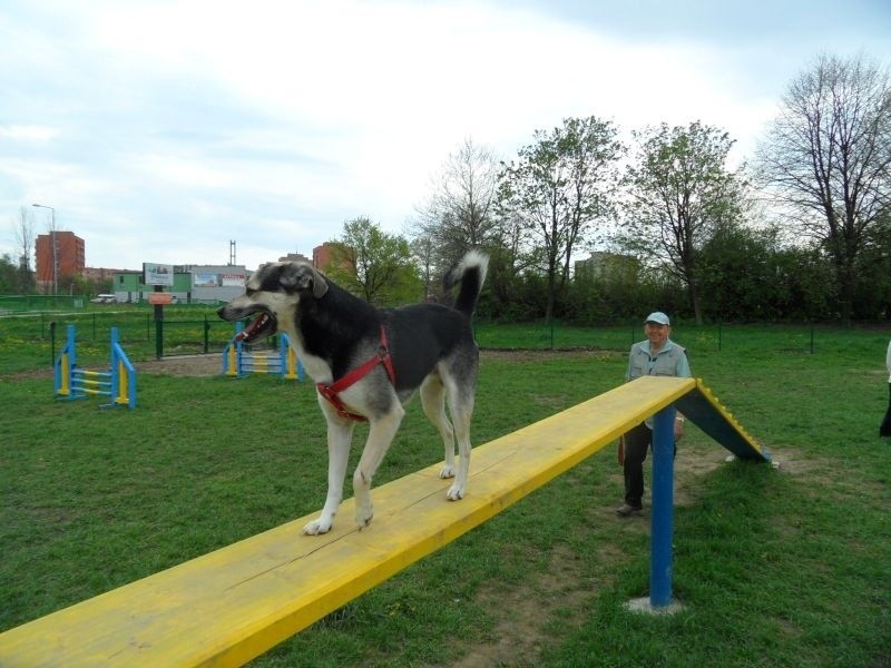 Park dla psów w Pszczynie