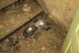 Horror w kamienicy przy ul. Zielonej. Śmieci, szczury, padłe gołębie...  [zdjęcia]