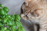 Popularne rośliny, które możesz mieć w domu, a są trujące dla kota [lista]