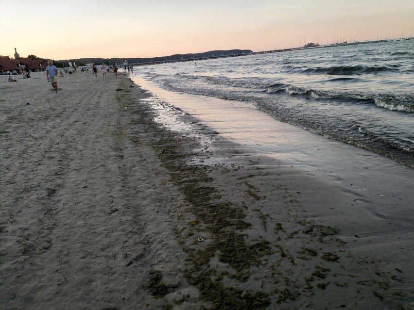 Nie tylko sinice! Makroglony na kąpieliskach w Trójmieście. "Rozwijają się przy dnie, ale podczas falowania są wyrzucane na brzeg"