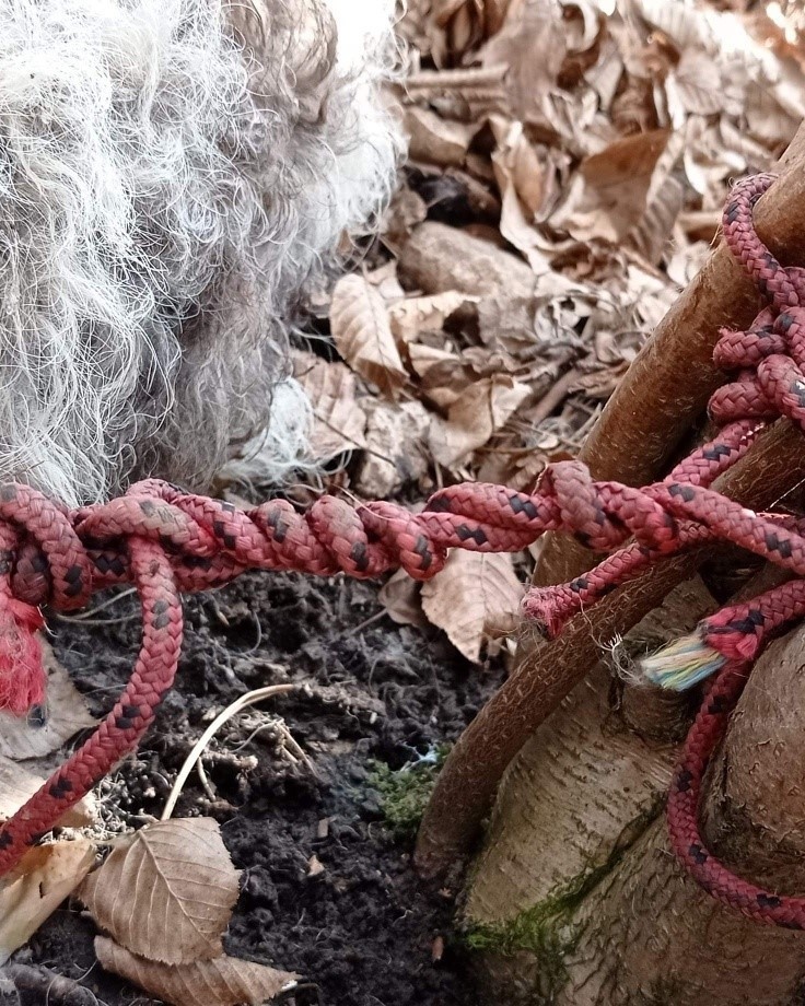 Zwłoki psa znaleziono w lesie w Paczółtowicach