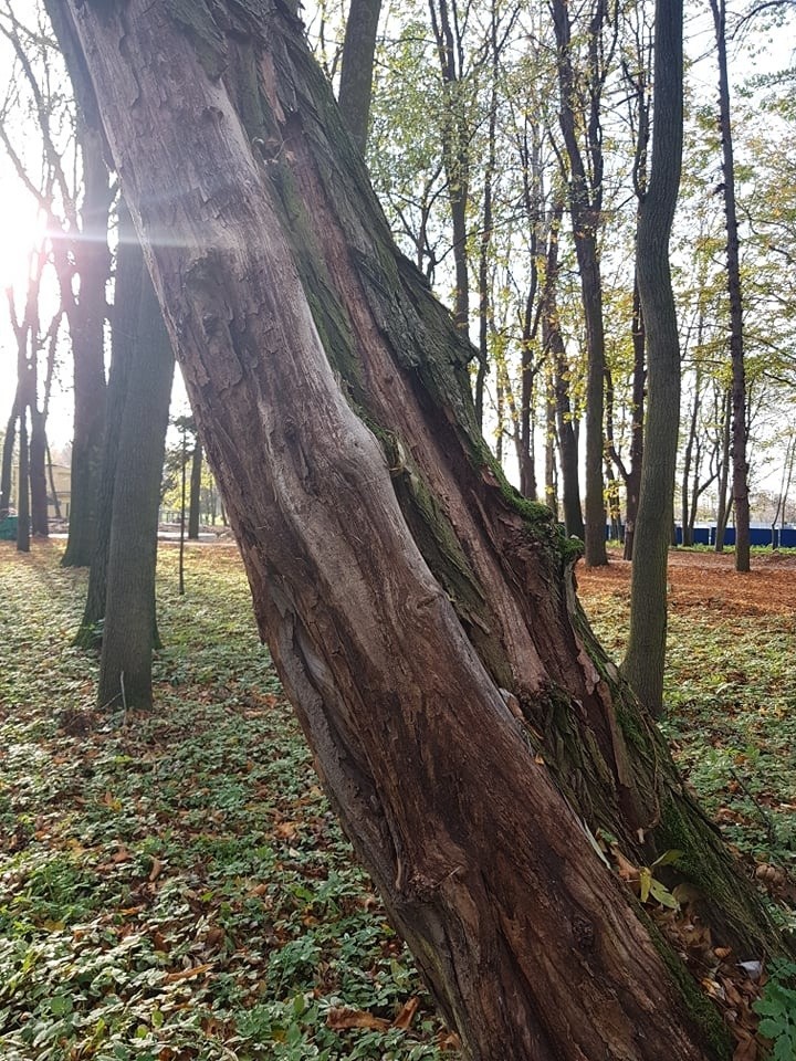 Wycinka drzew w Parku Zdrojowym w Busku-Zdroju wzbudza wielkie kontrowersje. Gmina tłumaczy dlaczego musi wyciąć ponad 200 drzew (ZDJĘCIA)