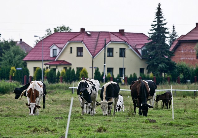 Rolników w Łodzi jest coraz mniej, dlatego taki widok również jest coraz rzadszy