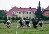 Rolnicy w Łodzi: uprawiają ziemię w betonowej dżungli