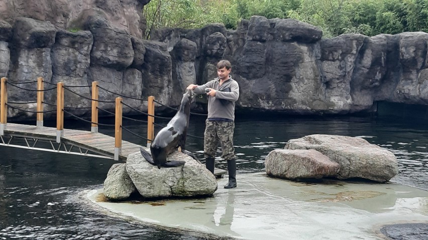 Opolskie ZOO bez tajemnic. Młode uchatki uczą się pływać… pod okiem człowieka