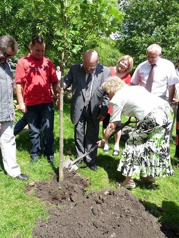Wiesław Ochman sadzi swoje drzewo w buskim parku, Pomaga mu żona Krystyna .
