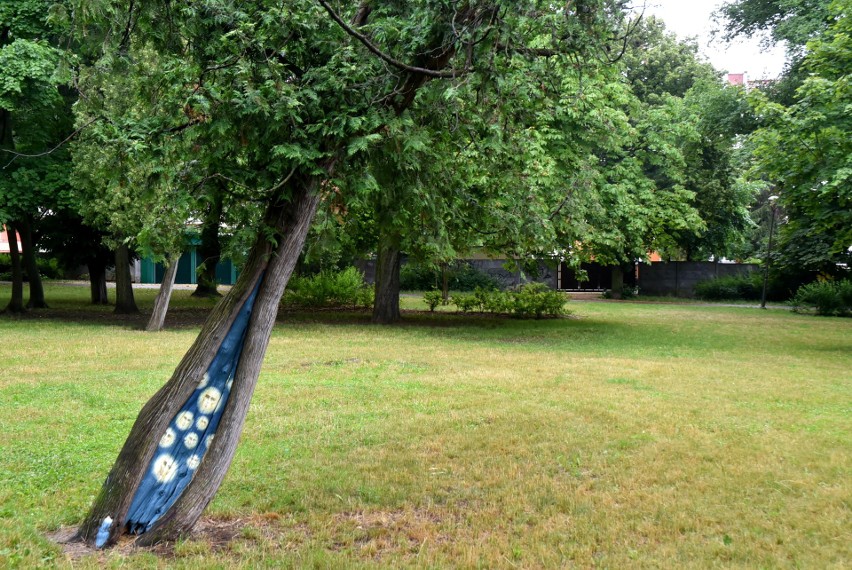 Ekologiczny mural na drzewie w bydgoskim parku Witosa.