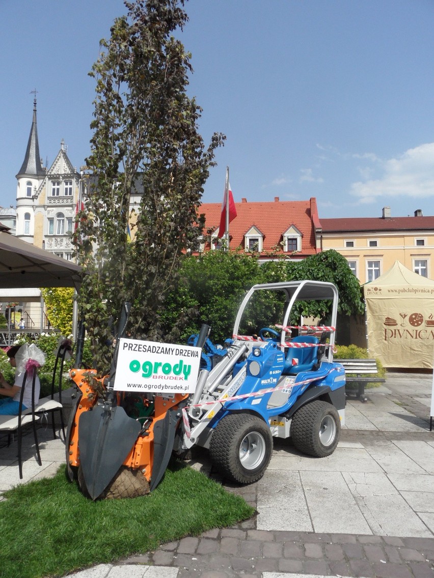 Daisy Days 2014. Ogrody Daisy już na rynku w Pszczynie [ZOBACZ ZDJĘCIA]