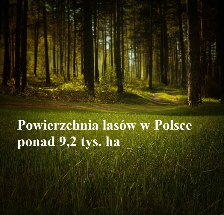 Na Dzień Lasów - polski las w liczbach [zdjęcia]