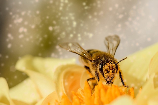 Mleczko pszczele jest pozyskiwane w niewielkich ilościach. Jest cennym dodatkiem do wielu kosmetyków.