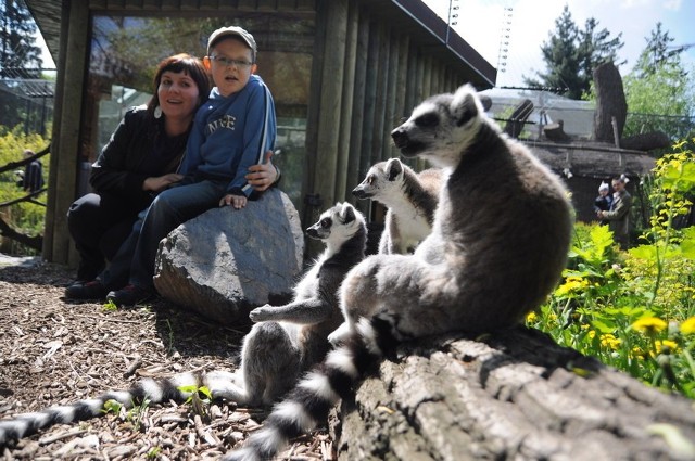 Prezydent Opola proponuje, aby bilety do zoo zdrożały o 3 zł. O biletach rodzinnych nikt nie pomyślał.