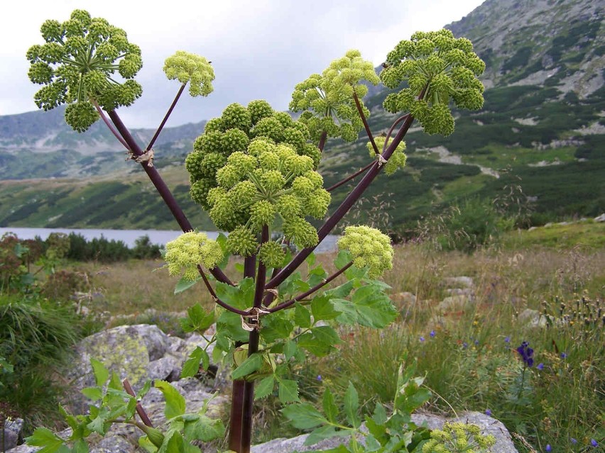 Arcydzięgiel rośnie m.in. w górach (na zdjęciu roślina z...