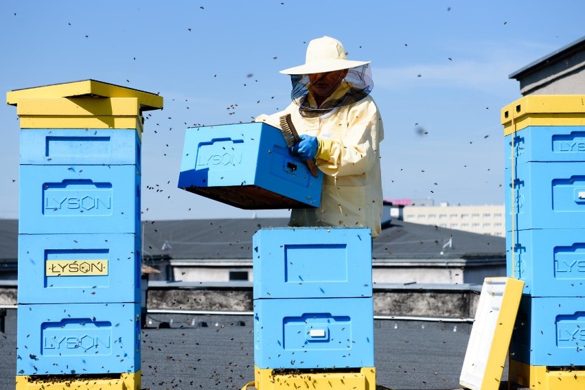 - Nasze pszczoły penetrują w swoich lotach najbliższą...