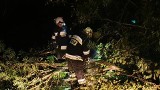 Powalone drzewa w Prądniku Korzkiewskim. Jedno spadło na samochód