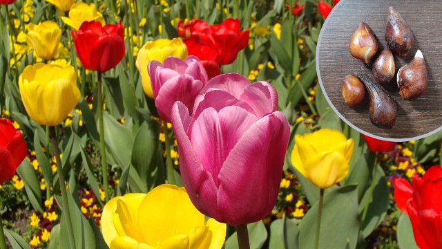 Z młodych cebulek przybyszowych tulipanów wyrosną kwiaty, ale trzeba uzbroić się w cierpliwość i zapewnić im dobre warunki wzrostu.