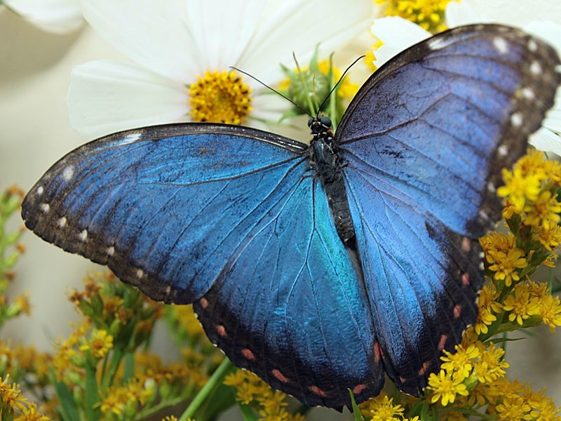 Grudziądz: Żywa ekspozycja motyli i owadów