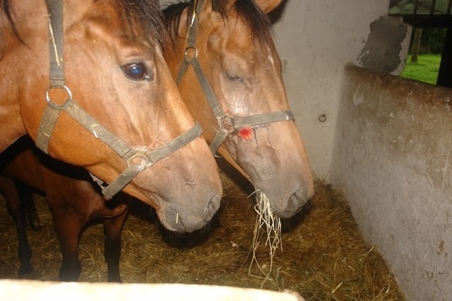 Posadowo: Konie są w fatalnym stanie. Ich leczenie pochłonie kilkadziesiąt tysięcy złotych