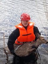 Nietypowa akcja strażaków. Ratowali sarnę, która tonęła w Jeziorze Kaplicznym [ZDJĘCIA]