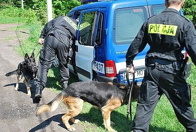 Szkolenie psów policyjnych w Mikołowie. Zobacz, jak policja szkoli psy [WIDEO]