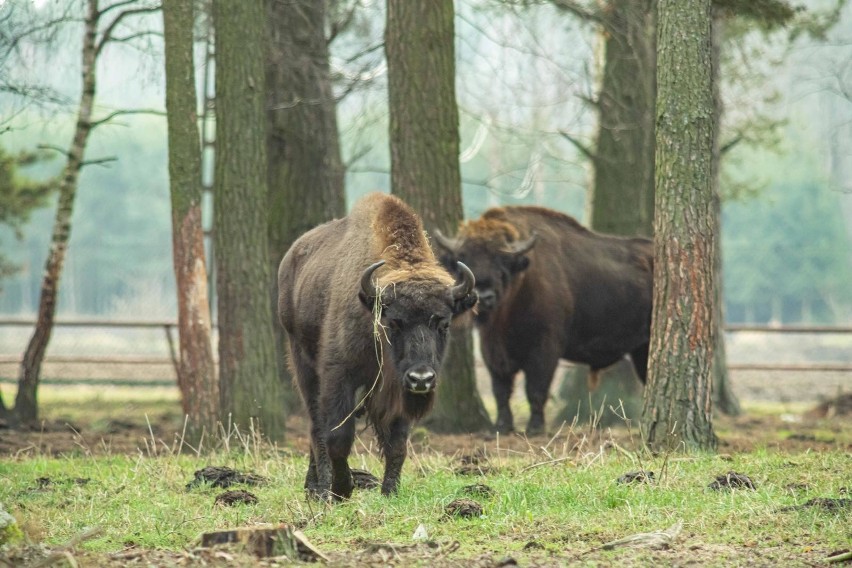 Samiec żubra może ważyć nawet 800 kilogramów. Człowiek w...