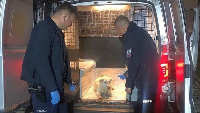 Policjanci z Gorzyc zaopiekowali się psem