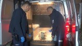 Policjanci z Gorzyc pomogli psu błąkającemu się po ruchliwej drodze