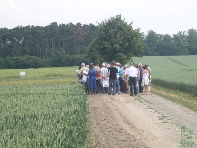 Jak uprawiać dobrze pole – OODR zaprasza rolników na warsztatyWarsztaty odbędą się na polu doświadczalnym OODR w Łosiowie.