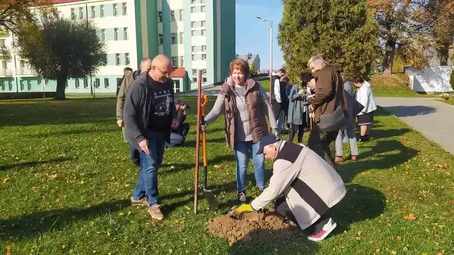 Jesienne sadzenie drzew w powiecie opatowskim. Na zdjęciu wspólne sadzenie drzewa przez starostę opatowskiego Tomasza Stańka, przewodniczącą rady powiatu Bożenę Kornacką i członka zarządu Andrzeja Gajka.