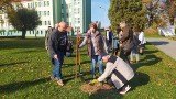 Jesienne sadzenie drzew w powiecie opatowskim. Posadzą ich ponad 400! Zobaczcie zdjęcia