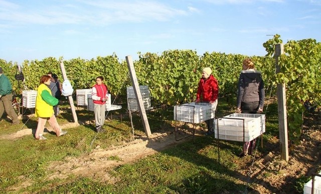 Zbiory winogron na winnicy Saint Vincent w Borowie Wielkim. Wino z tej winnicy będzie oficjalnym trunkiem Winobrania 2014.