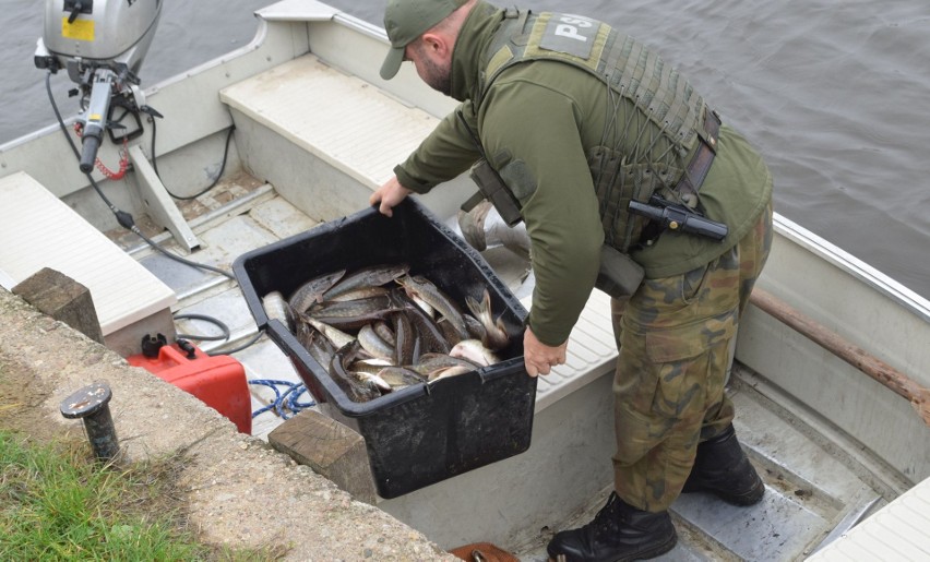 Zarybianie Narwi. 27.10.2022 do rzeki trafiło ponad pół tony ryb. Zdjęcia