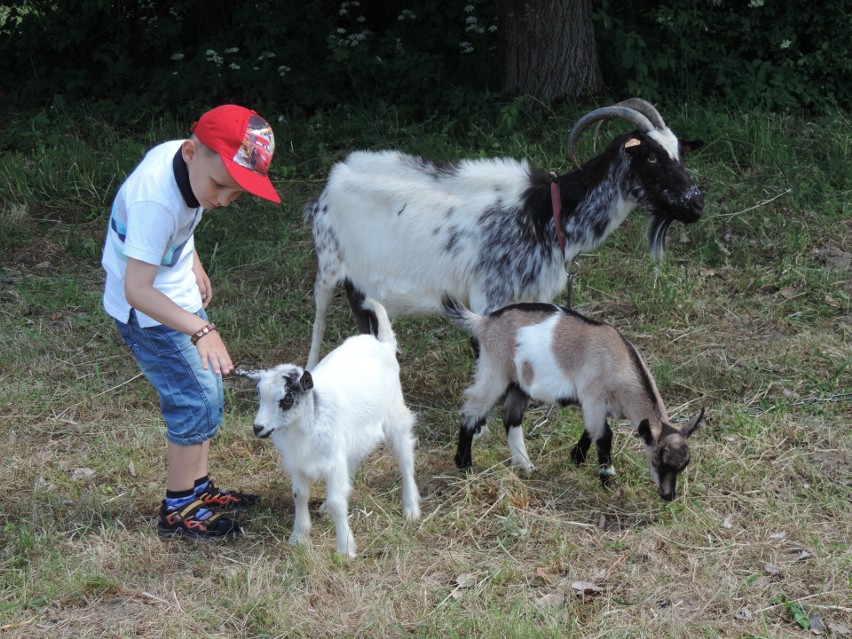 Piknik Przedszkolaka w Kaczkowie Starym [ZDJĘCIA]