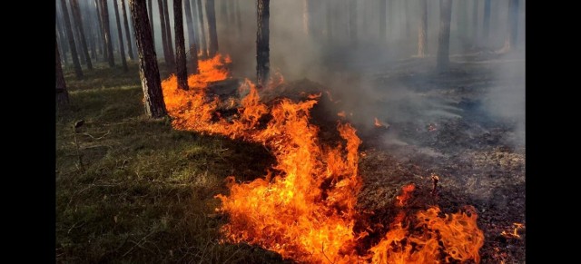 Do zdarzenia doszło w poniedziałek 21 marca około godziny 15:30. Z ogniem walczyło kilkanaście zastępów straży pożarnej. Pracę strażakom utrudniał silny wiatr.Zobacz zdjęcia --->