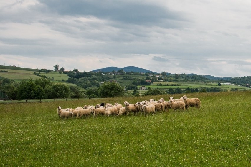 Owce chronią przed rakiem - Jagnięcina i baranina jest lekarstwem 