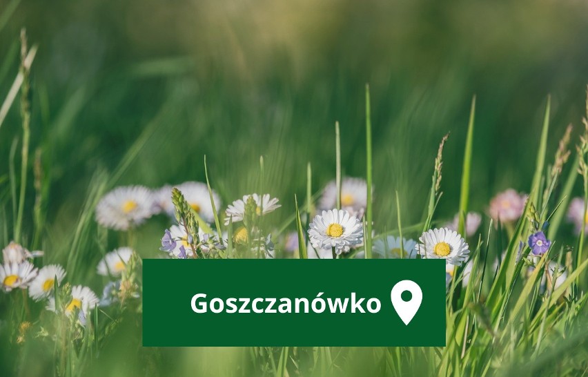 Goszczanówko – wieś w Polsce położona w województwie...