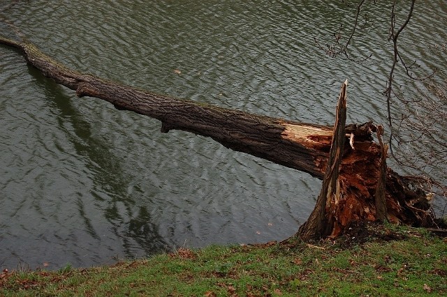 W poniedziałek, na wskutek wichury złamało się stare drzewo przy fosie miejskiej, w pobliżu Narodowego Forum Muzyki