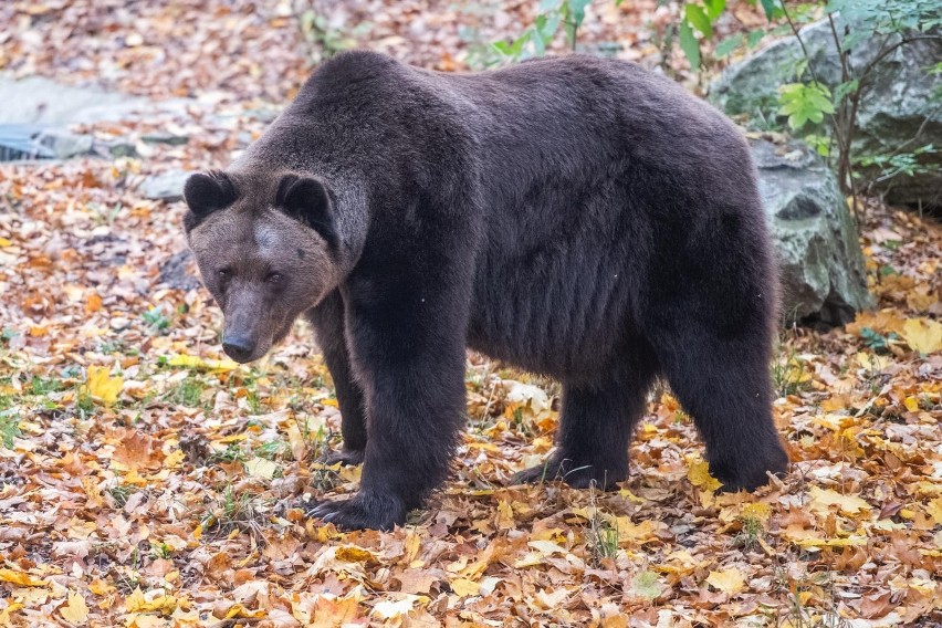 W Orientarium kobieta wpadła do wybiegu dla niedźwiedzi! Wypadek w ZOO w Łodzi!
