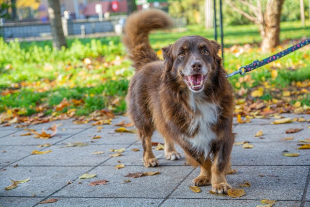 - "Dogtrekking Wuchta Łap" jest dla każdych łapek. A jeśli nie biegasz, bez obaw! Możesz przejść trasę spacerem lub szybkim marszem - zachęcają organizatorzy wydarzenia.