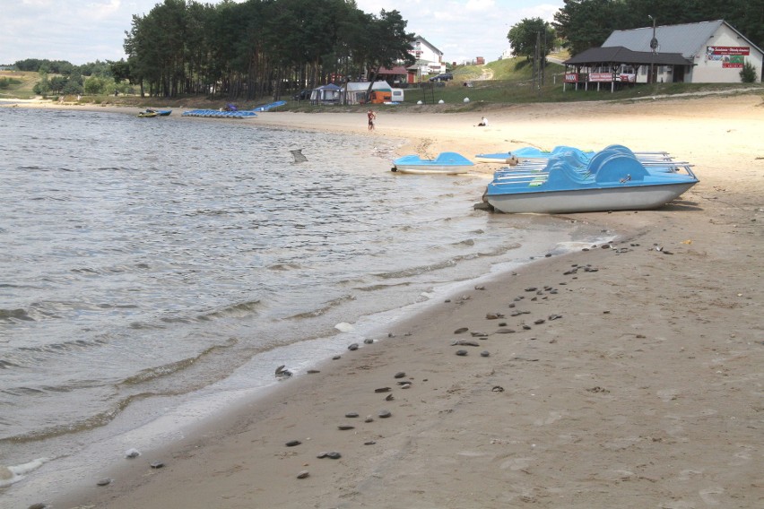 Setki małży wyrzuconych na brzeg zalewu w Chańczy. Inspektorzy ochrony środowiska sprawdzą, czy woda nie jest zanieczyszczona (WIDEO)