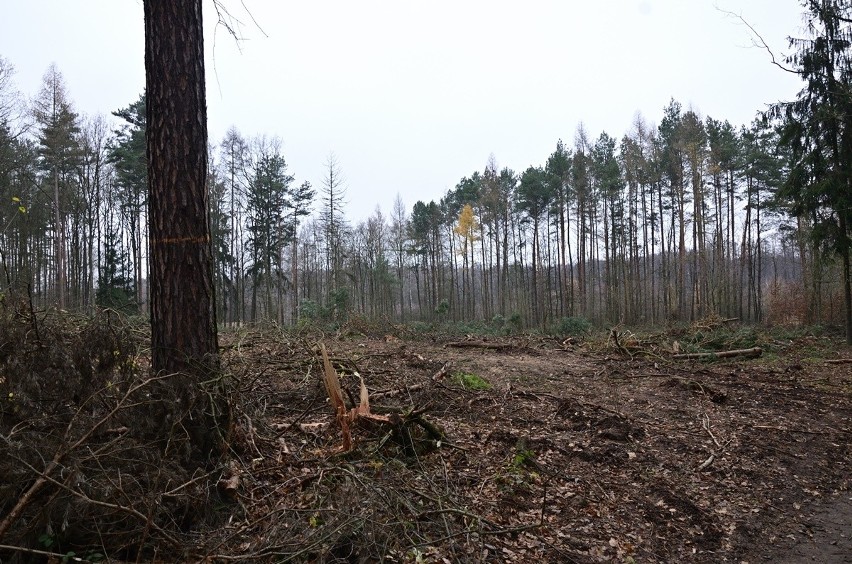 Wycinka lasu Mokrzańskiego: Społecznicy zadowoleni po spotkaniu, ale Lasy Państwowe zwiększą wyręb