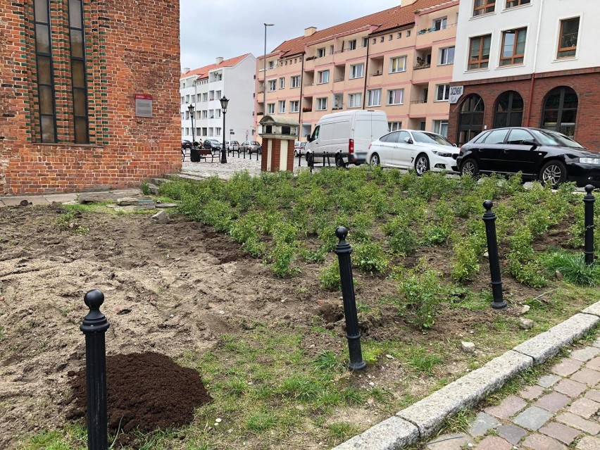 Prace już się rozpoczęły. Firmy zajmujące się zielenią można...