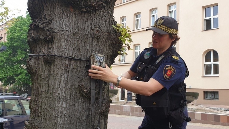 Fotopułapki są montowane tam, gdzie tworzą się nielegalne...