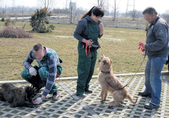 Pod okiem Pauliny Rudnickiej Adam i Tadeusz tresują Lindę i Gipsika. Dla osadzonych udział w programieszkoleniowym w schronisku jest nagrodą za dobre sprawowanie. Dla psów to szansa na szybszą adopcję.