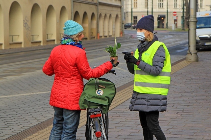 Kraków. Rozdali tysiąc sadzonek roślin dla klimatu
