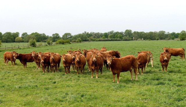 Chów bydła mięsnego rasyLimousine spółka Agro Bieganów prowadzi juź od 1994 roku