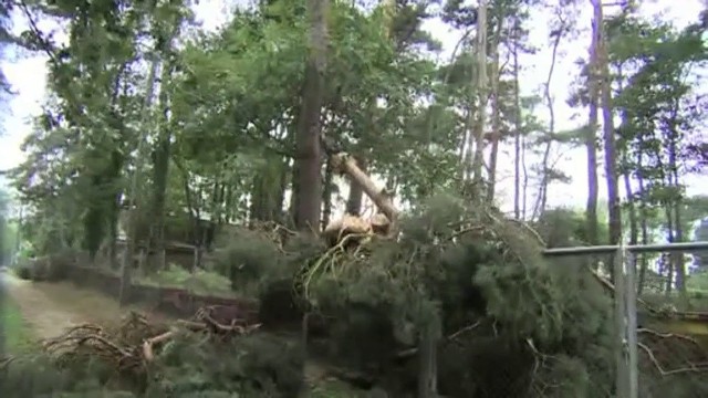 Powalone drzewa, zerwane linie energetyczne oraz zalane domy i piwnice - to skutek burz, które w nocy przeszły przez Polskę południową i zachodnią.