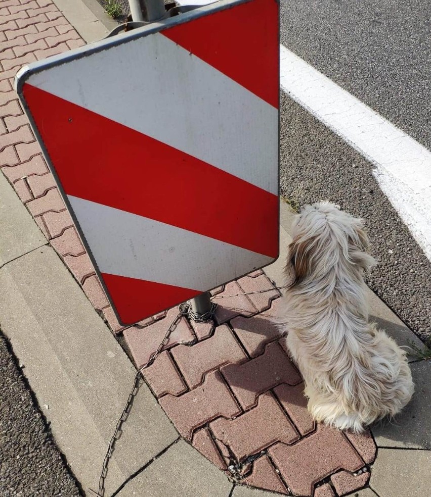 Przeginia. Pies przywiązany do znaku drogowego na środku ruchliwej DK 94. Policja szuka sprawcy