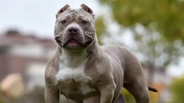 Amerykańskie psy rasy Bully XL będą zakazane w Wielkiej Brytanii.